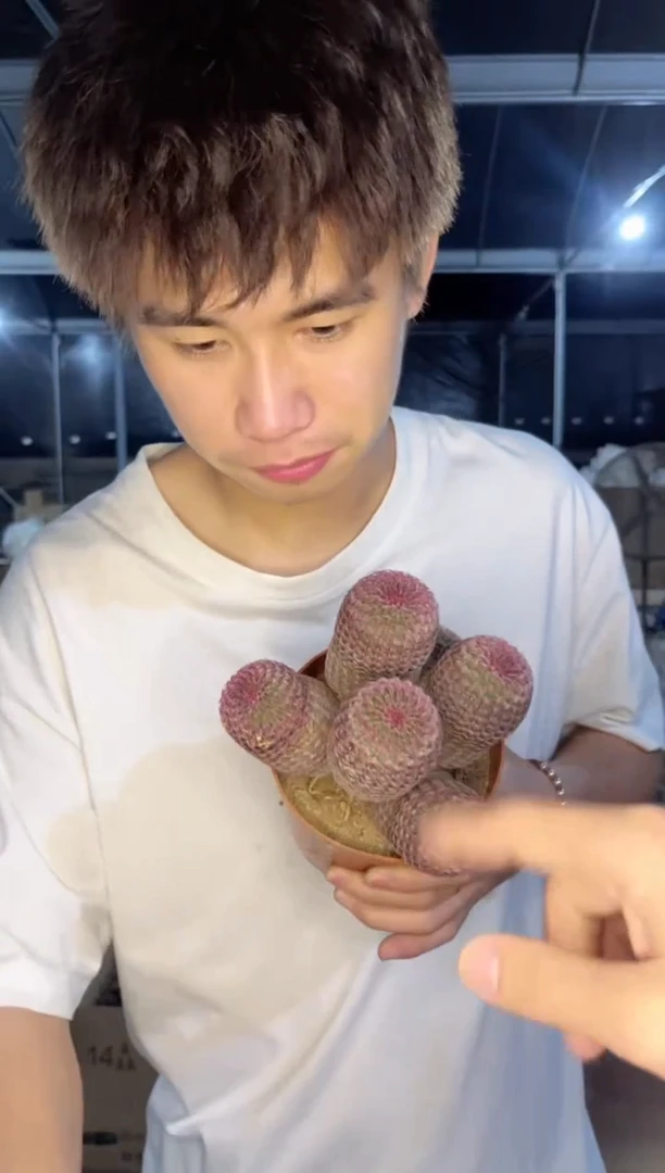 【精品】5头起发 红太阳