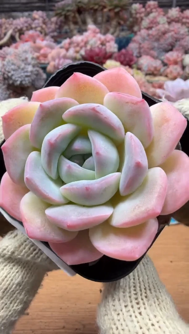 东云多肉园三店-88