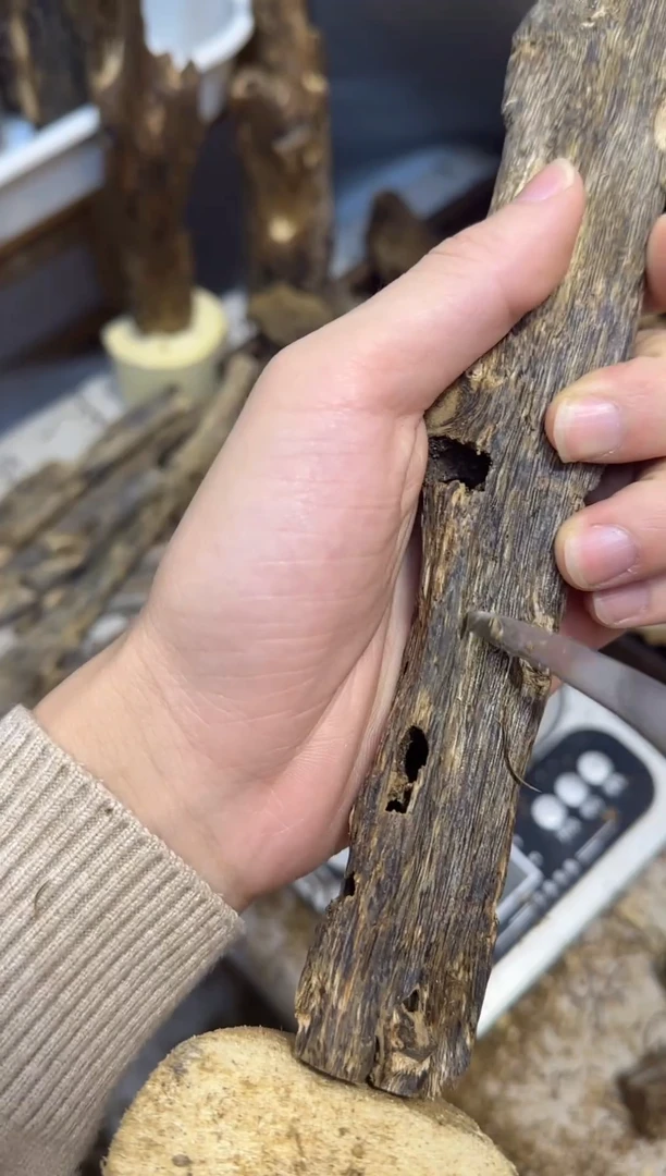 沉香沉香碎屑绿棋楠张勺子虫漏香