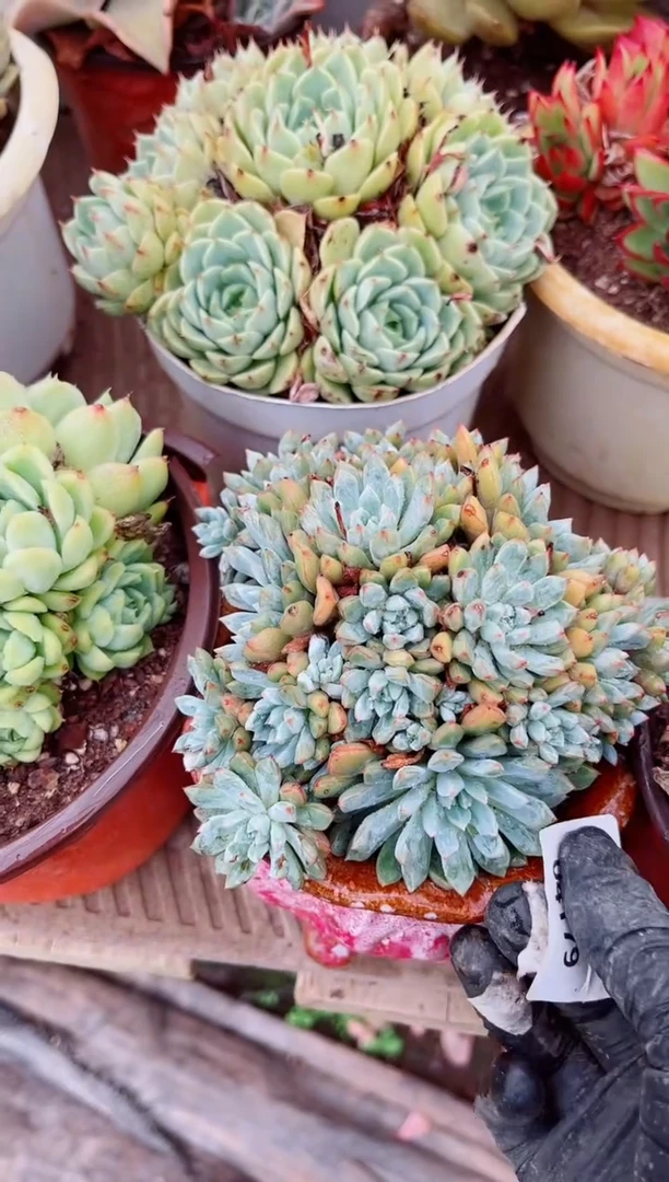 冉*04179多肉植物一物一拍