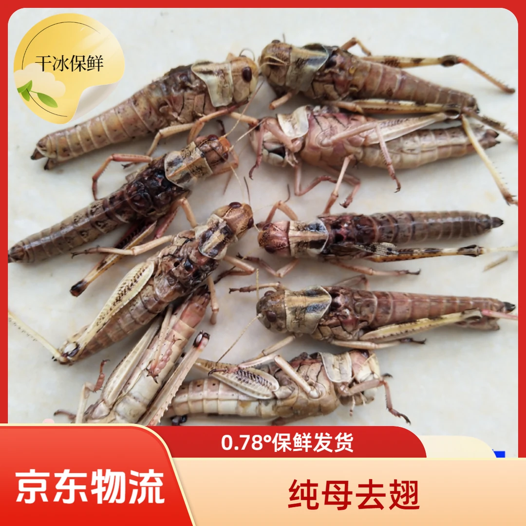 新鲜速冻蚂蚱蝗虫批发蚱蜢带籽纯母去翅纯母蚂蚱包邮烧烤油炸吃