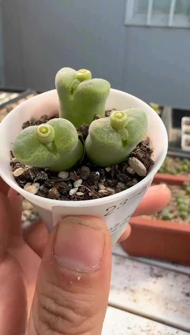 多肉植物肉锥23-57