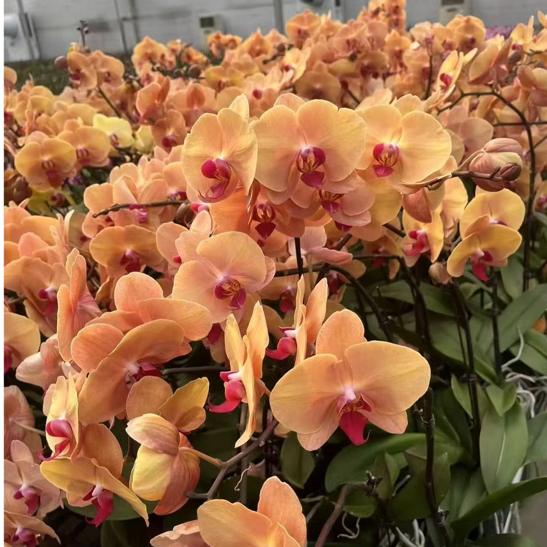 【金砖石】蝴蝶兰 大花型 高端绿植花卉 室内绿植 广州基地直发