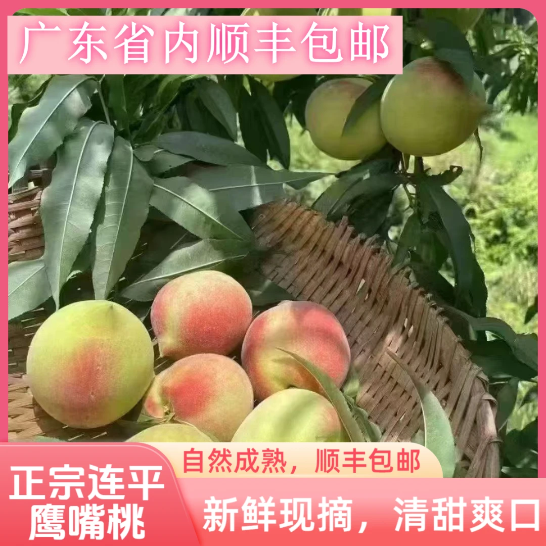 正宗广东河源连平鹰嘴桃脆甜爽口新鲜现摘现卖精品果顺丰包邮送礼