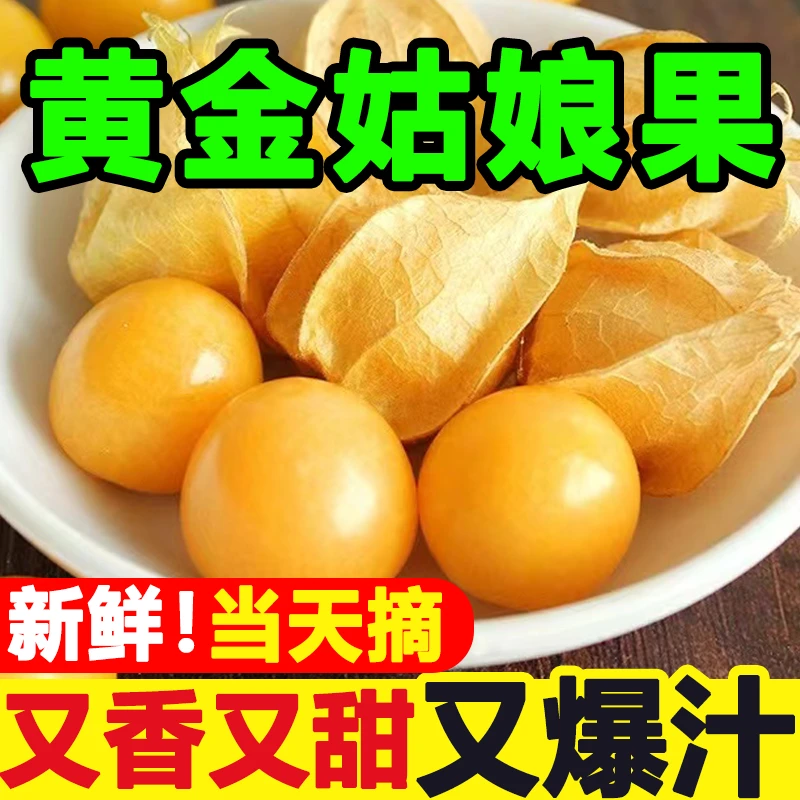 奶甜爆汁】云南黄金姑娘果灯笼果现摘黄洋菇娘超甜特产新鲜水