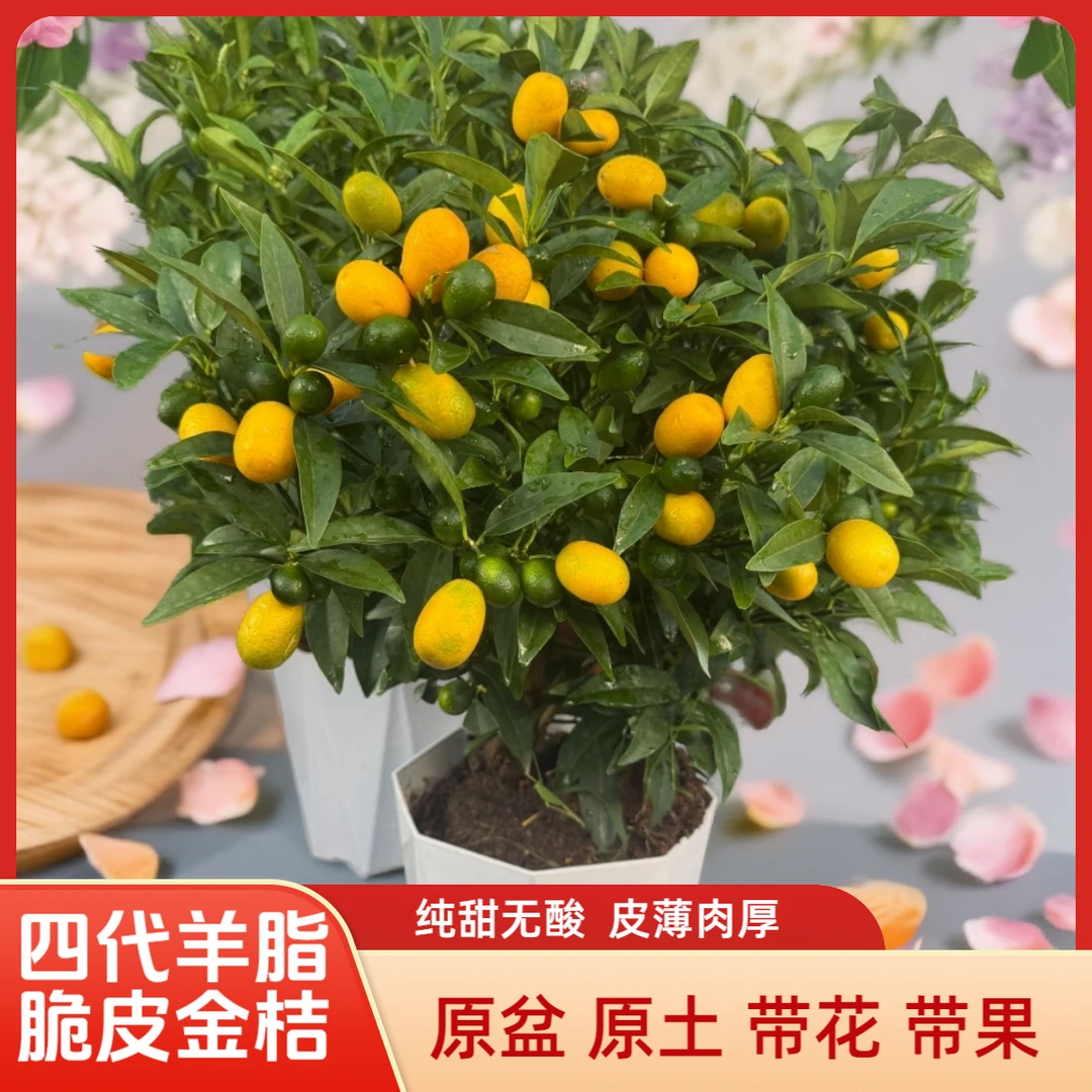 广东四代羊脂脆皮金桔纯甜无酸地栽盆栽室内室外首选5