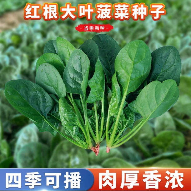 【冬根菠菜种子】四季种植盆栽地栽阳台小院种植