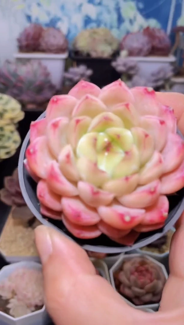 【闪购商品】364钻石星辰多肉