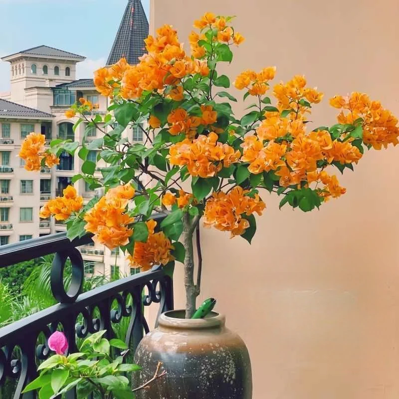 【三角梅】加州黄金安格斯盆栽运输掉花叶介意勿拍爆花开花爬藤爬墙