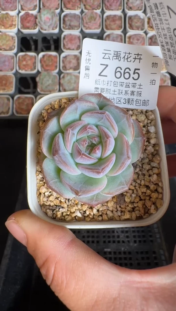 665Z 珍妮多肉(6.5cm杯）一物一拍 带盆土发