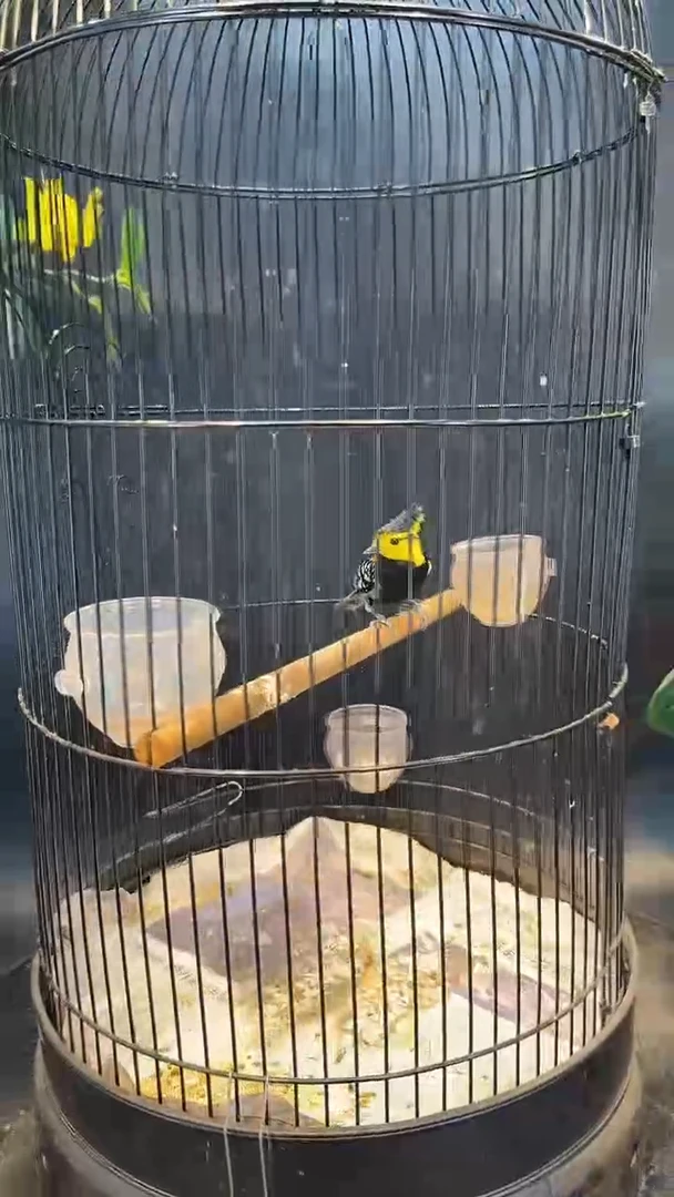 39号 黄颊 养笼  0元起拍