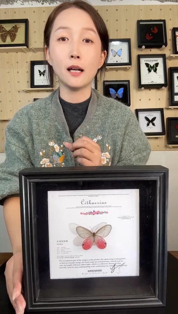 玫瑰绡眼蝶蝴蝶装饰画8寸框