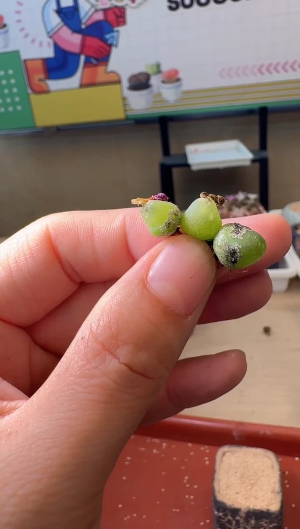 5-297多肉植物肉锥
