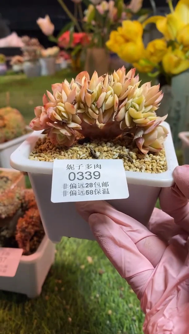 【闪购商品】0339a