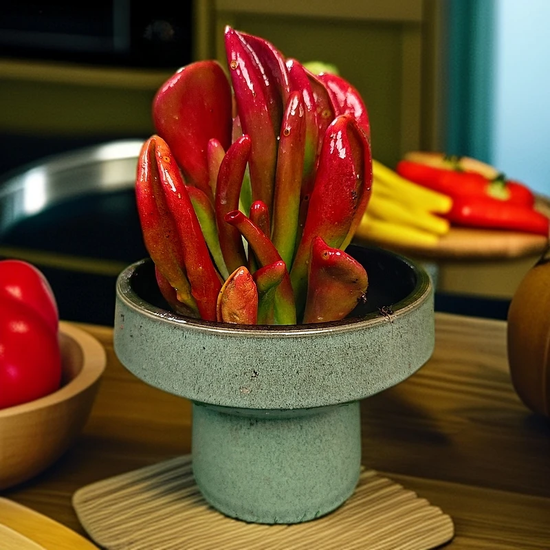 QY玲珑招财耳新手好养客厅阳台庭院一单也包邮