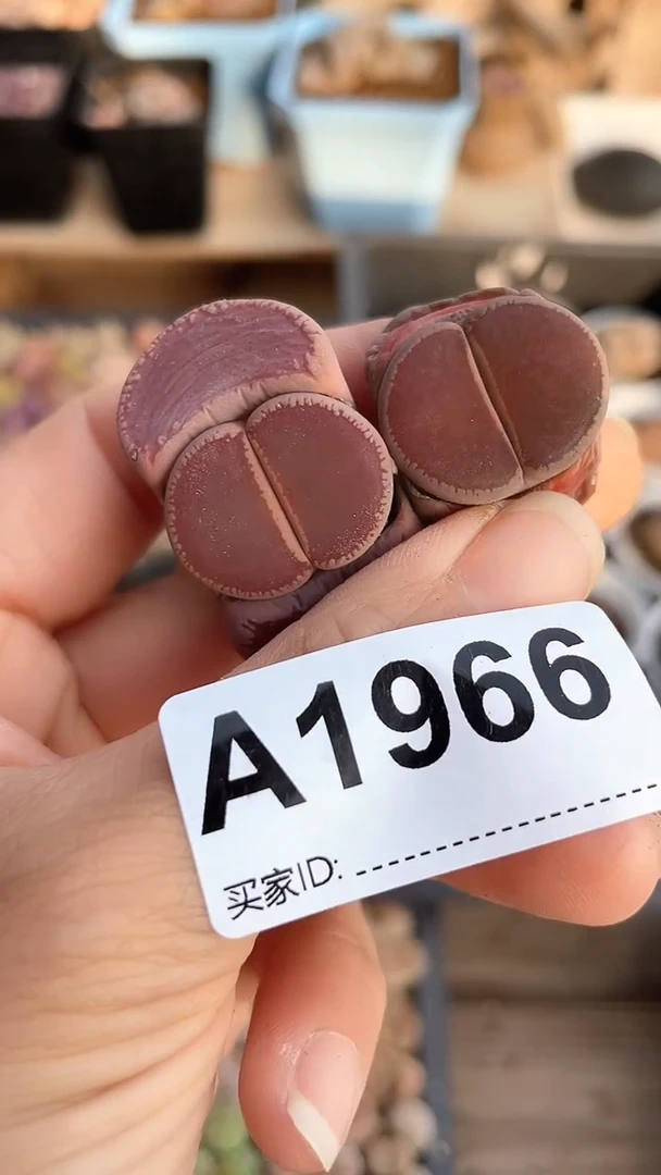 【闪购商品】1966直播一物一拍