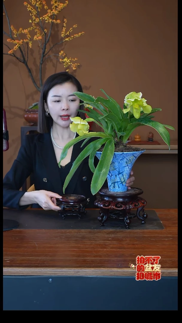 全部花朵绿肉饼兜兰盆景盆景