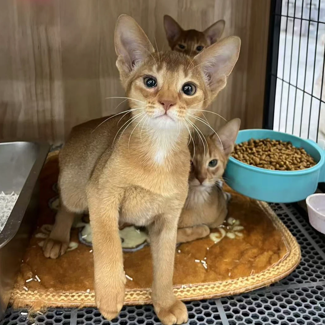 来了姊妹-红色阿比猫 妹妹 7