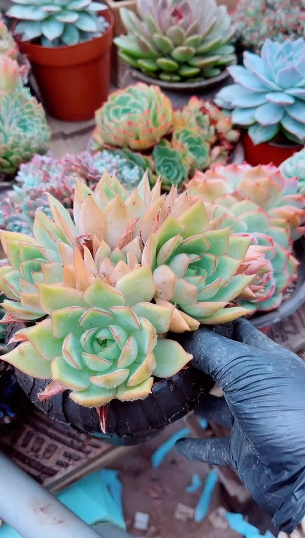 奔****?11118多肉植物一物一拍