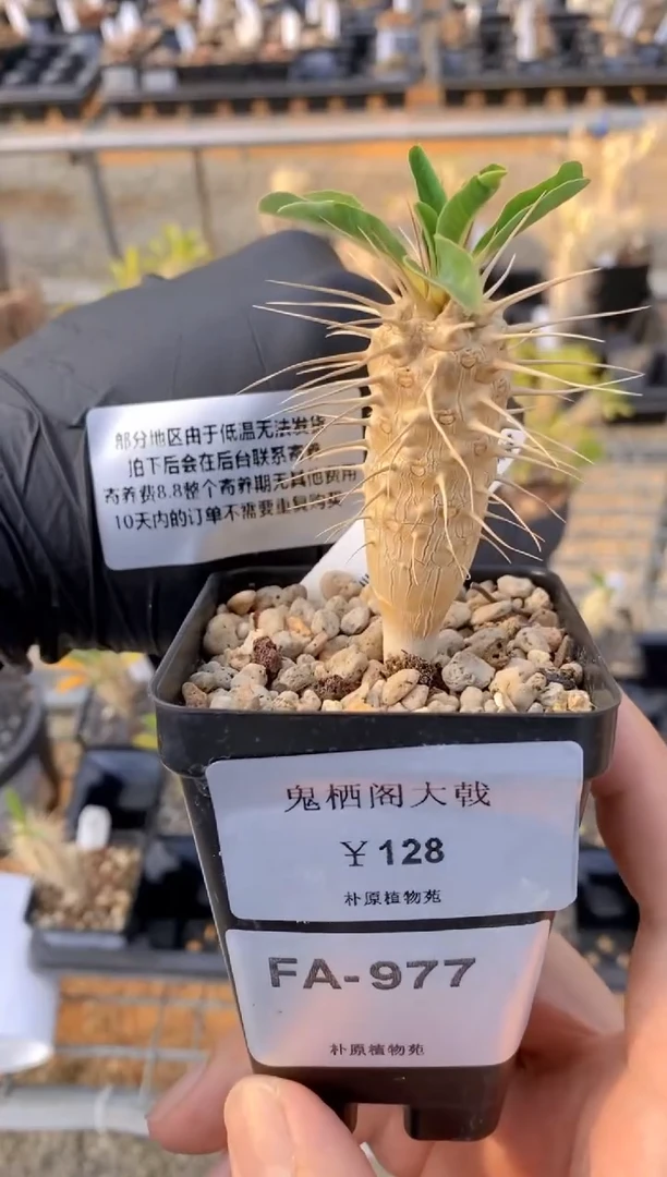 【闪购商品】鬼切阁FA-977