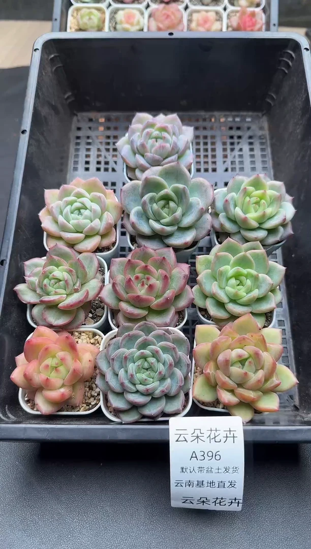 珍妮杂交多肉A396