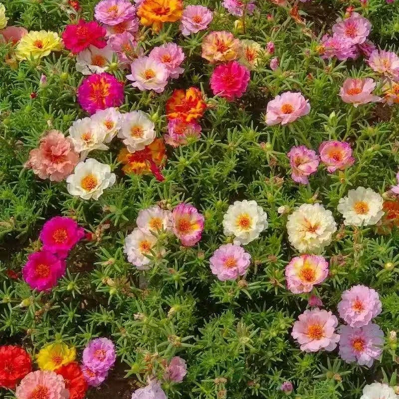 重瓣太阳花盆栽花苗枝条混色大花带根带花苞庭院室内盆栽四季开花