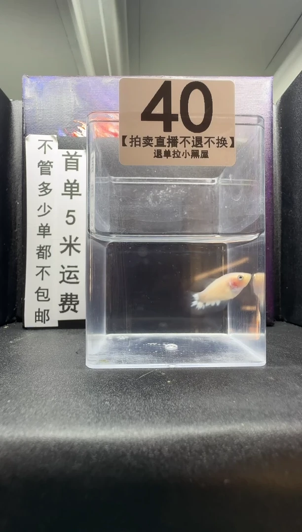 斗鱼母鱼编号：40