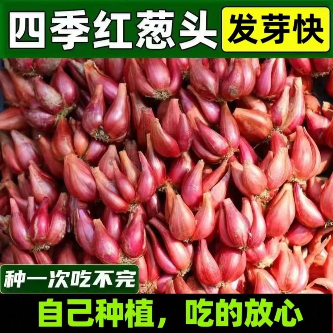 红葱头种四季葱头干新鲜葱头花盆栽红葱头种四季香葱火葱种子葱头