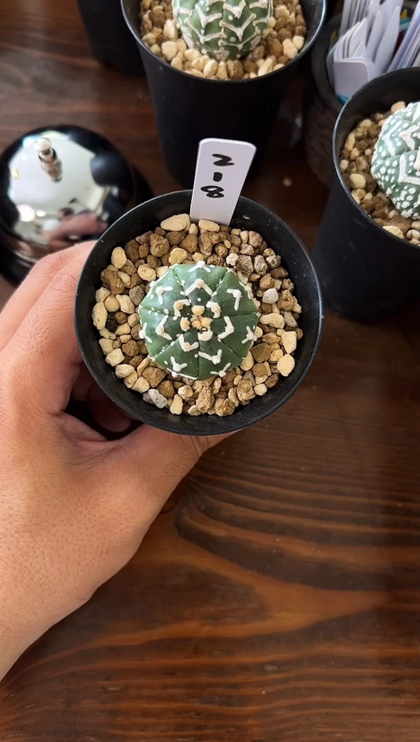 实生根星兜仙人球编码218