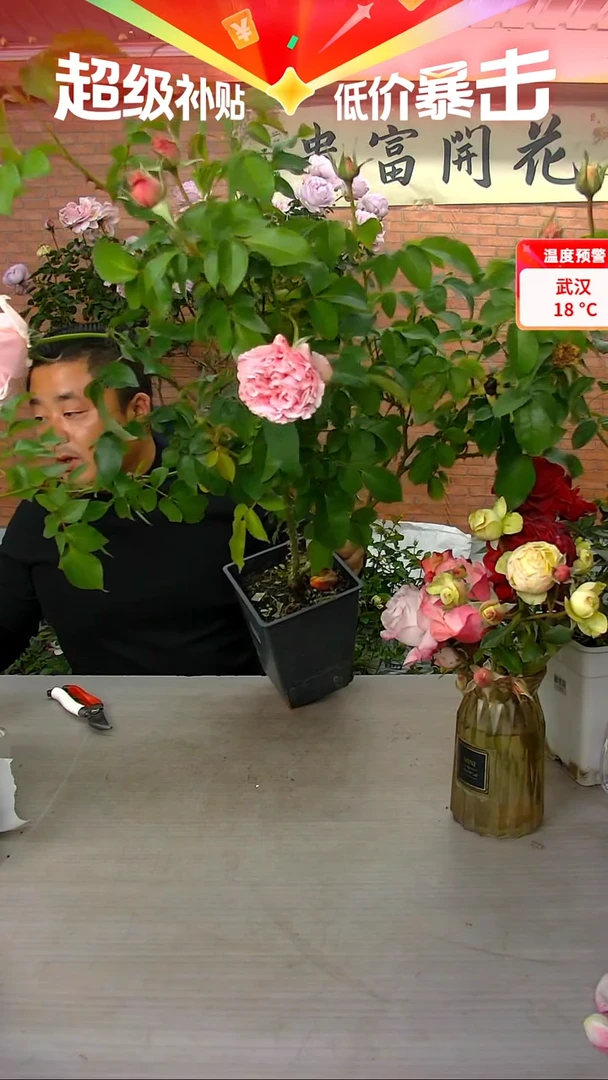 当前无花朵，栽培后可花朵旋律