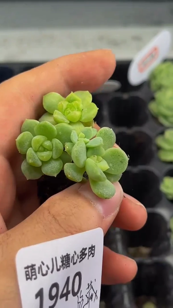 1940 隐藏多肉植物