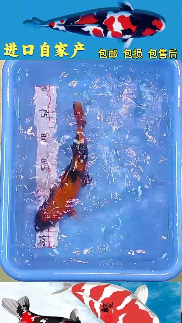 锦鲤2025/12 /28悦鲤阁甄选锦鲤--62