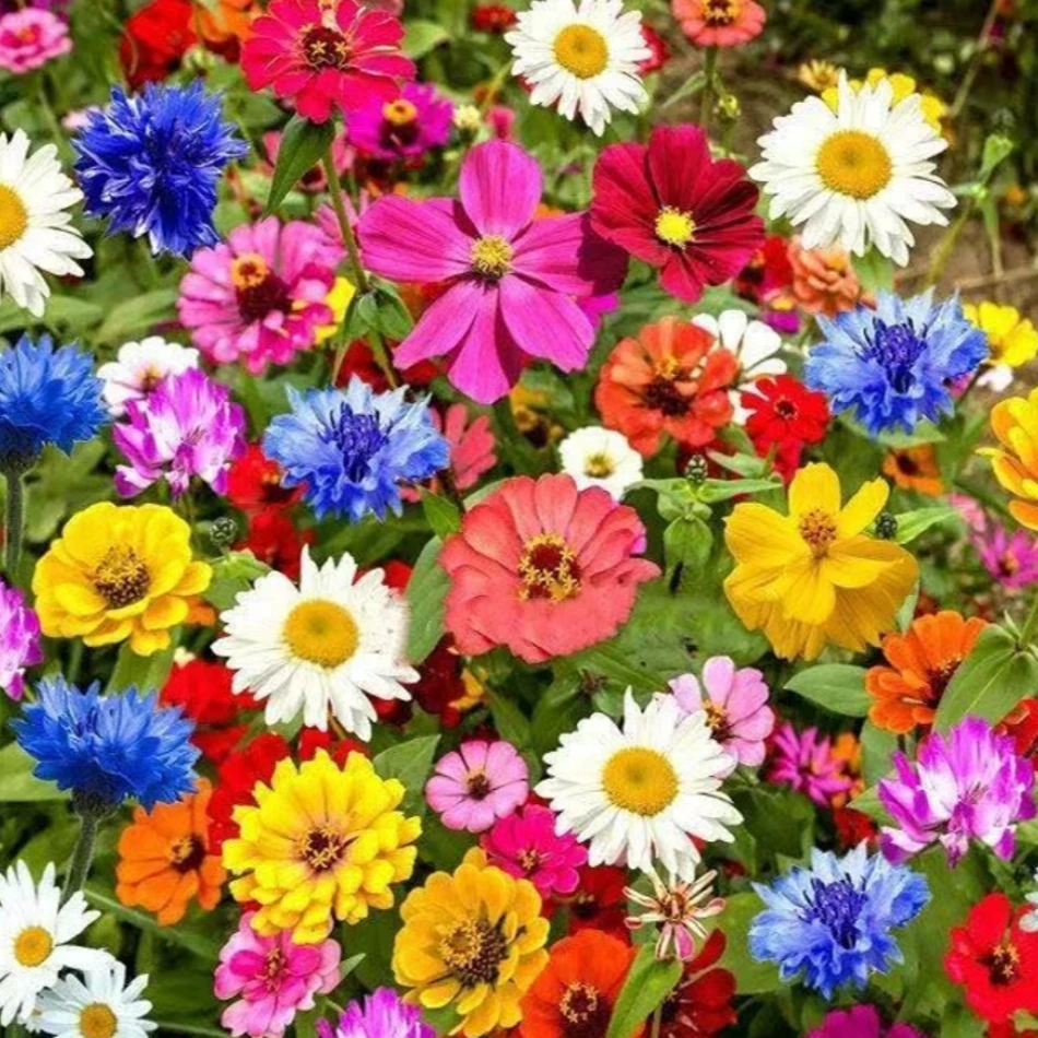 【野花组合种子】家庭阳台小院四季播种花海打造