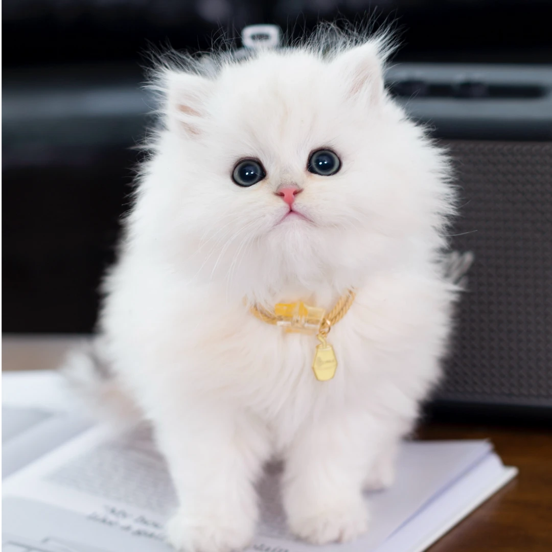 【主播专属】全品类猫咪一对一对接，不喜欢全额退！蓝猫、银渐层、金渐层、三花、布偶、缅因等等