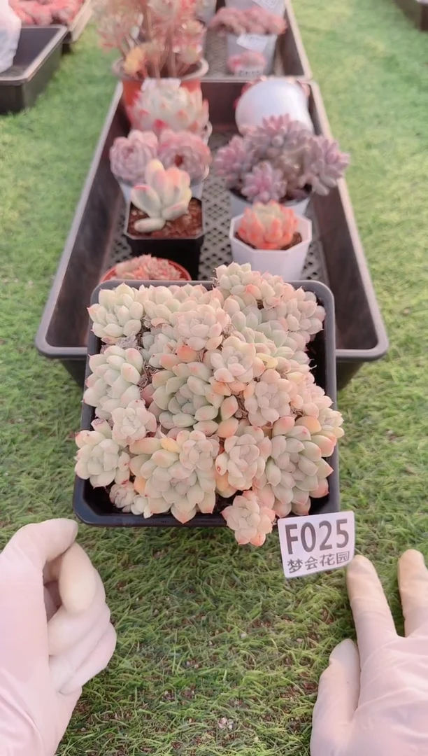 【闪购商品】梦会多肉一物一拍