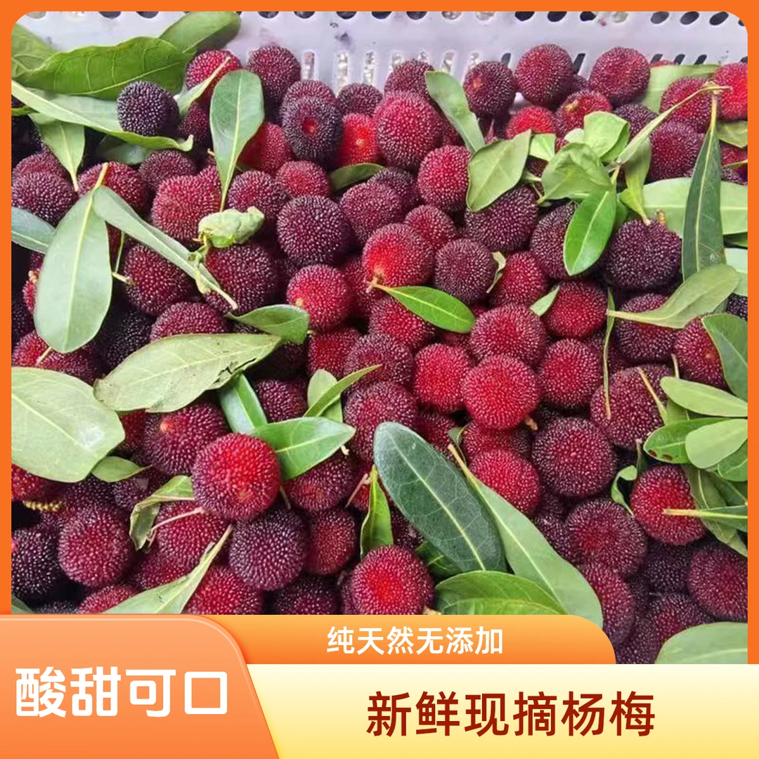 广西三江本地山杨梅酸甜可口当季新鲜采摘发货