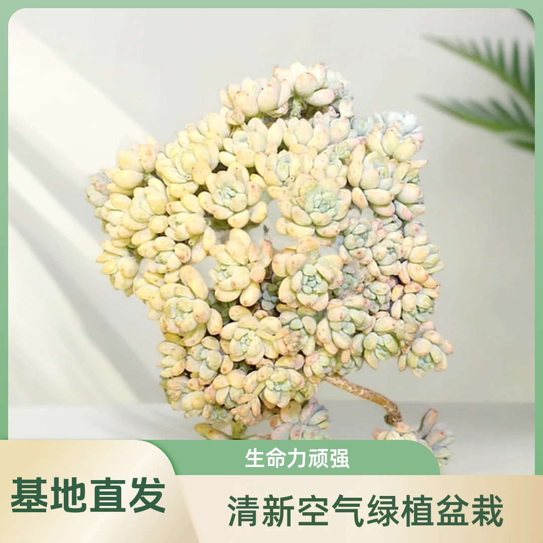 挚爱   劳尔罗琦【带盆土】 多肉植物  以直播间为准