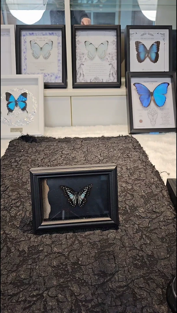 蝴蝶标本一物一拍