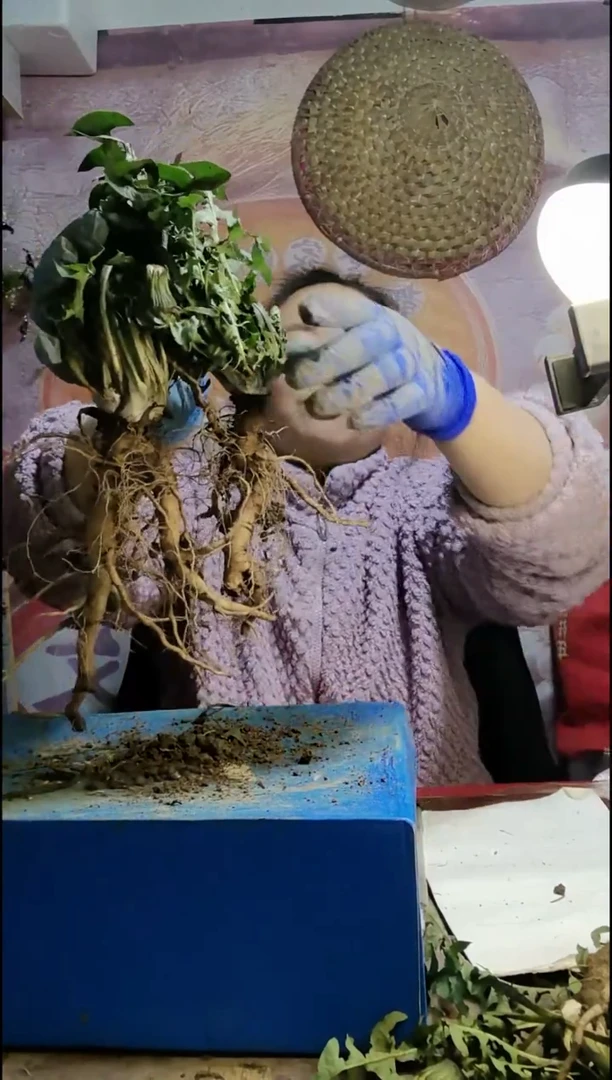 少量花朵（建议范围：2朵-5朵 或40%以下）春****你蒲公英