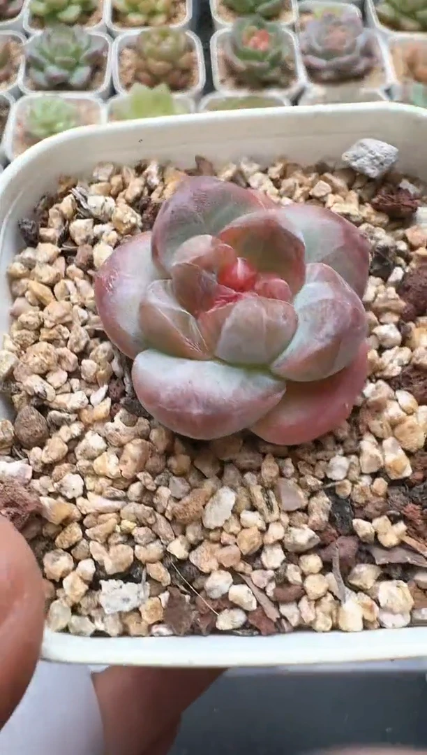 759D云禹多肉植物 带盆土纸巾打包 3颗包邮