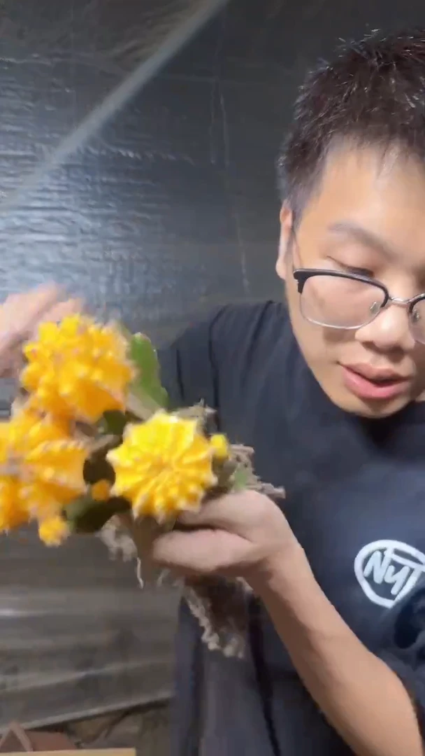 3颗 黄牡丹自然锦【嫁接】