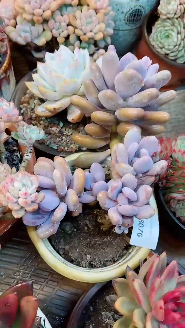 【闪购商品】18076