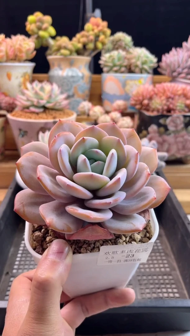 【闪购商品】2.5-23奶茶