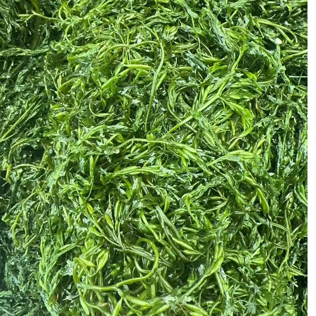 盐渍马尾藻 鞭炮笋 凤尾菜  海白菜