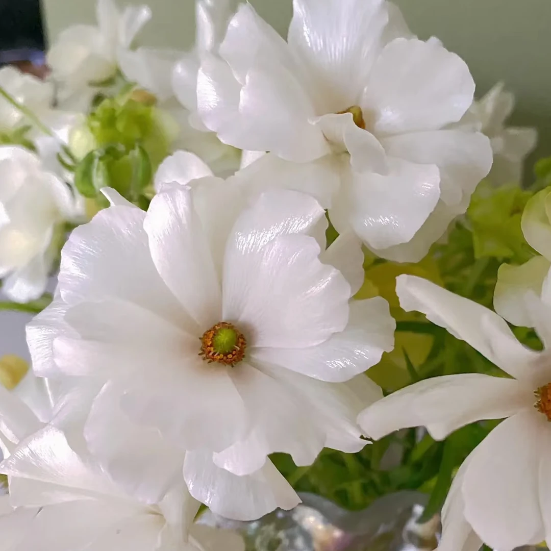 蝴蝶洋牡丹：白色1扎