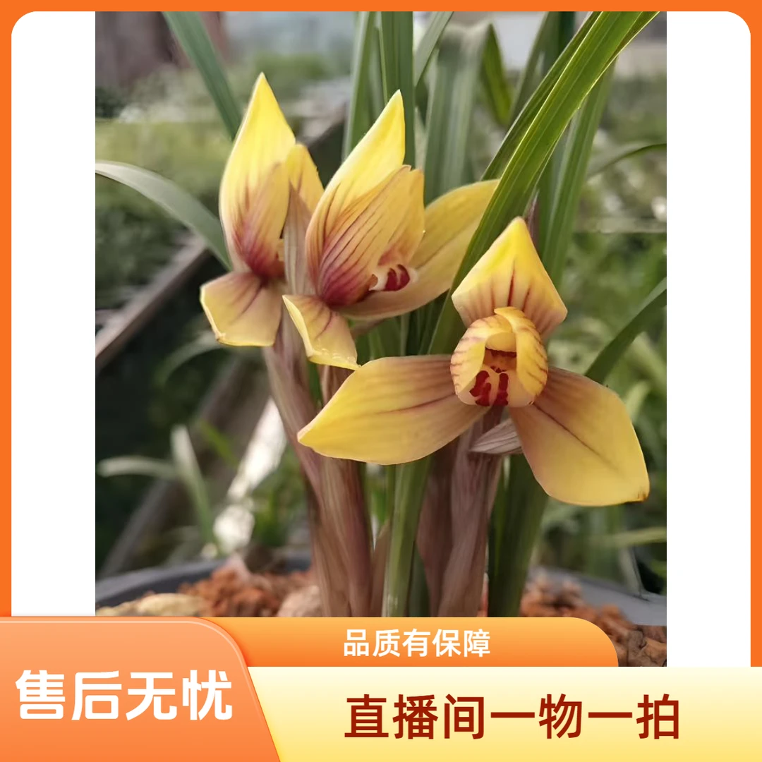精品国兰（春剑 春兰 莲瓣 送春 秋芝 绿兰）直播间一物一拍