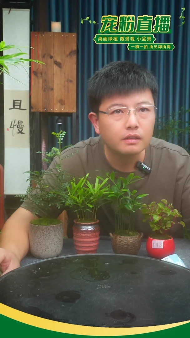 无花朵茗****眉苔藓微景观143号