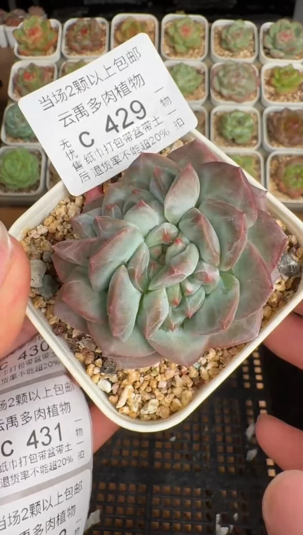 429带盆土发(6.5cm杯）一物一拍 珍妮多肉