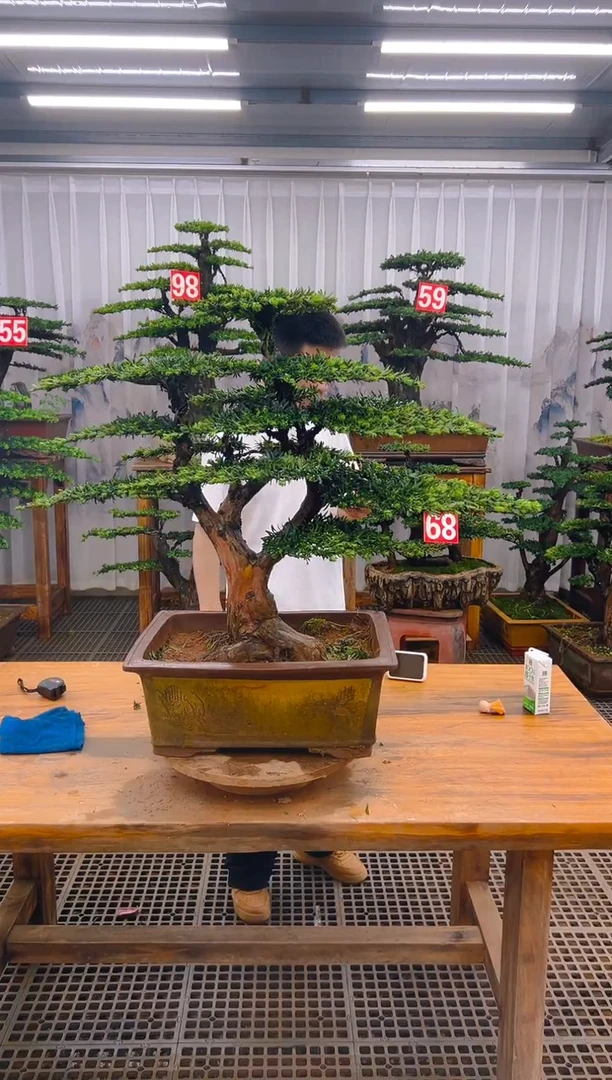 无花朵精品盆景直播间一物一拍