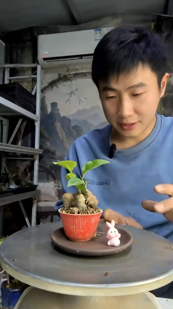 不****名中青园艺一物一拍132